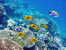 Peixes Tropicais sobre um Recife de Coral