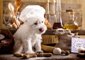 Chefe de Cozinha Schnauzer