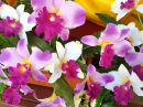 Arranjo de Flores de Orquídea