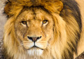 Leão Poderoso