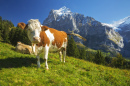 Vacas bem acima de Grindelwald, Suíça