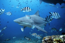 Tubarão-cabeça-chata, Beqa, Fiji