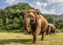 Elephant Nature Park em Chiang Mai, Tailândia