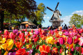 Keukenhof, Holanda