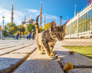 Gato em Istambul, Turquia