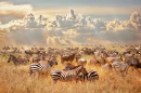 Zebras Silvestres Africanas