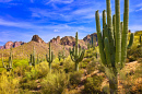Saguaros Florescendo no Deserto de Sonora, Arizona