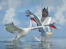 Pelicanos no Lago Kerkini, Grécia