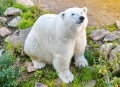 Urso Polar