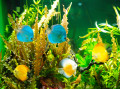 Peixe Tropical em um Aquário