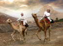 Corridas de Camelo em Khadal, Omã