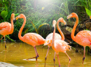 Família de Flamingos