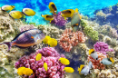 Corais e Peixe Tropical