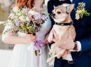 Cãozinho Fofo no Casamento