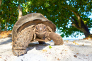Tartaruga-Gigante-de-Seychelles
