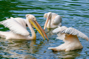 Um Bando de Pelicanos Pescando no Lago