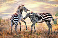 Zebra Selvagem na Savana Africana