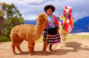 Senhora Peruana com suas Alpacas