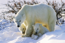 Urso Polar com Dois Filhotes