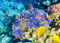 Corais e Peixe Tropical