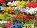 Mercado de Tulipas de Amsterdã