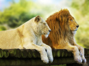 Leão e Leoa Descansando