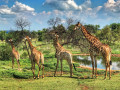 Família de Girafas