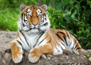 Tigre Siberiano