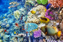 Mundo Subaquático com Corais e Peixes Tropicais