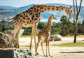 Família de Girafas