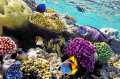 Coral e Peixe Tropical
