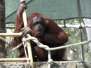 Orangotango no Zoológico de Phoenix