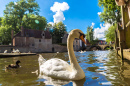 Cisne em um Canal em Bruges, Bélgica