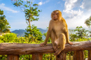 Macaco Selvagem Sentado na Varanda