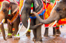 Elefantes Decorados na Tailândia