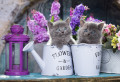 Gatinhos e Flores