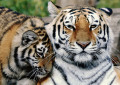 Tigre Siberiano com Filhote