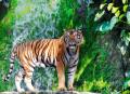 Tigre de Bengala pela Cachoeira