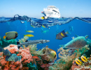 Peixes Tropicais e Recifes de Corais, Mar Vermelho
