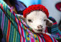 Alpaca Bebê Peruano