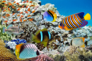 Recife de Corais e Peixes Tropicais, Mar Vermelho