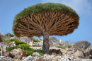 Dragon Tree (Dragoeiro) em Socotra, Yemen