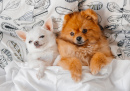 Filhote de Cachorro Pomerano e Chihuahua Pequeno