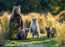 Ursa-parda do Alasca com Filhotes