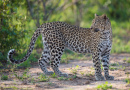 Leopardo na África do Sul