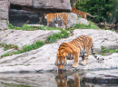 Tigre de Bengala Bebendo Água