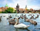 Ponte Charles e Cisnes, Praga