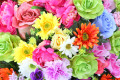 Flores Vibrantes