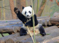 Panda Gigante Perto de Chengdu, China