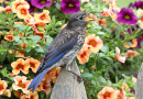 Bluebird Oriental Juvenil
